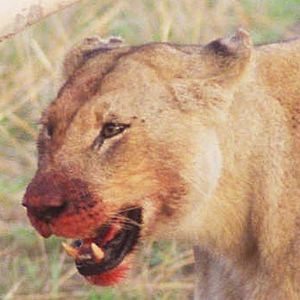 Meet your Posher, Liz